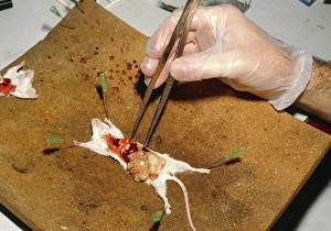 Biology lesson: gloved hand dissects a mouse Biology lesson: gloved hand dissects a mouse