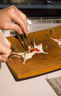 Biology lesson: gloved hands dissecting a mouse Biology lesson: gloved hands dissecting a mouse