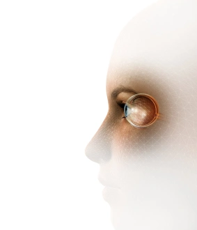 Biometric Recognition Print