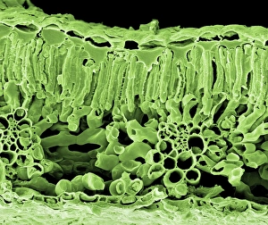 Images Dated 12th August 2009: Birch Leaf Print, SEM Image