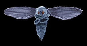 Scanning Electron Microscope Photos Prints: Biting midge, SEM