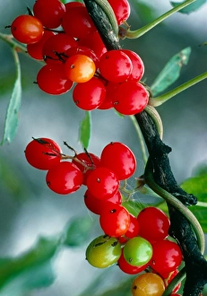 Black bryony berries Black bryony berries