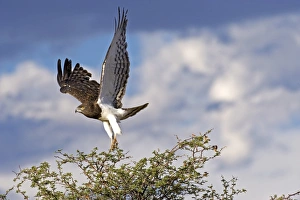 Kgalagadi Transfrontier Park Birds Prints: Black-chested snake eagle
