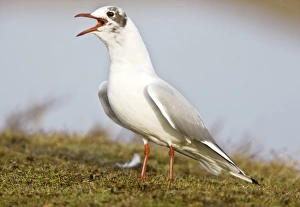 March Bird Sightings Prints: Black-headed gull calling