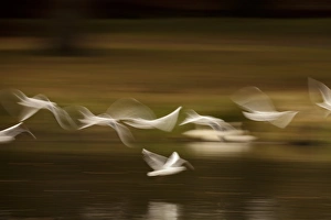 UK Wildlife Photos Prints: Black-headed gulls in flight