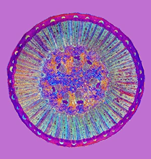 Polarised Light Microscopy Prints: Black pepper stem, light micrograph