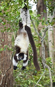 Madagascar Lemurs Prints: Black ruffed lemur