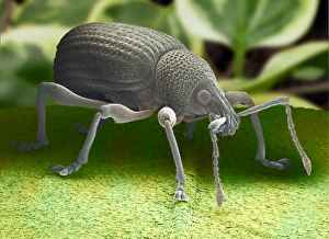 Black vine weevil, SEM Black vine weevil, SEM