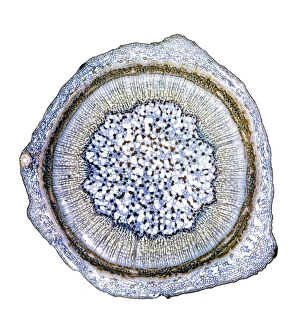 Prints of Blackcurrant plant stem. Light micrograph of a cross-section through the stem of a blackcurrant (Ribes nigrum) plant Images Dated 2009 October: Blackcurrant plant stem cross-section print