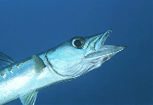 Prints of Blackfin barracuda (Sphyraena qenie) with an open mouth, showing its sharp teeth. This fish is a fast and voracious predator, reaching a length of over 1 metre Images Dated 2004 June: Blackfin Barracuda Print