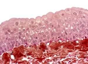 Light Microscope Images Prints: Bladder epithelium, light micrograph