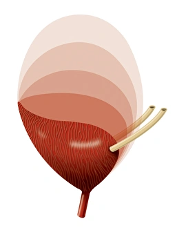Human Anatomy Art Prints: Bladder expansion, artwork