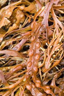 Bladder Wrack Prints: Bladder wrack