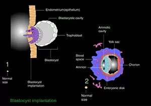Amnion Collection: Blastocyst implantation, diagram