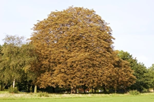 Prints of Bleeding canker. Yellowing of leaves on a horse chestnut tree (Aesculus hippocastanum). This pathogen destroys bark, cambial tissue and the phloem (sugar conducting tissue) Images Dated 2006 December: Bleeding Canker Print, a photograph of a diseased horse chestnut tree