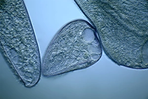 Protozoa Micrograph Prints: Blepharisma protozoa, light micrograph