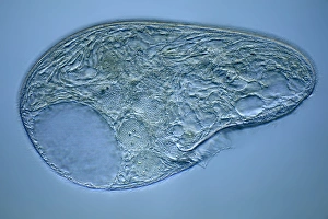 Protozoa Micrograph Prints: Blepharisma protozoan, light micrograph