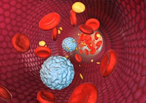 Cell Biology Images Prints: Blood cells, computer artwork