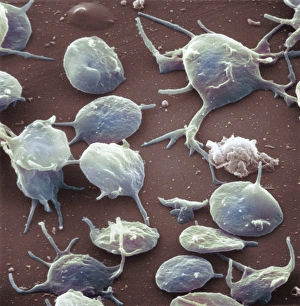 Blood platelets Blood platelets