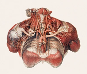Blood vessels of chest and neck Blood vessels of chest and neck