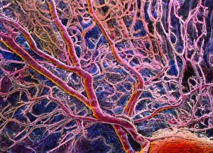 Blood vessels in eye Blood vessels in eye