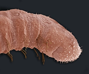 Red Coloured Insects Prints: Bloodworm, SEM