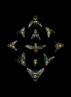 Images Dated 21st December 2012: Rutilia Blowflies Print