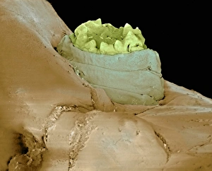 Blowfly maggot feeding, SEM Blowfly maggot feeding, SEM