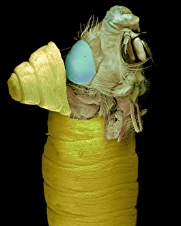 Blowfly pupa hatching, SEM Blowfly pupa hatching, SEM