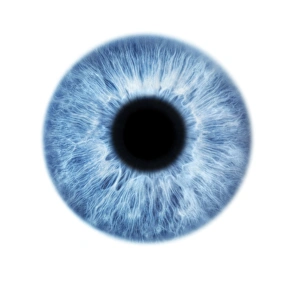 Iris Anatomy Prints: Blue eye