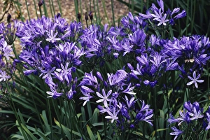 Blue Lilies flowers Blue Lilies flowers