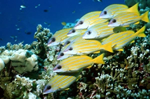 Indo Pacific Fish Prints: Blue-lined snappers