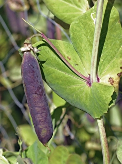 Pea Pod Photography Prints: Blue pea pod