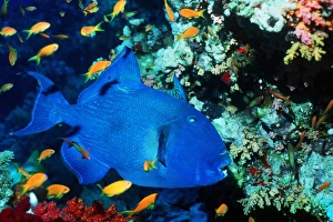 Blue Triggerfish Print, Red Sea