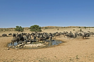 Wildebeest Herd Prints: Blue wildebeest