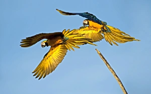 Ara Ararauna Species Prints: Blue and yellow macaws