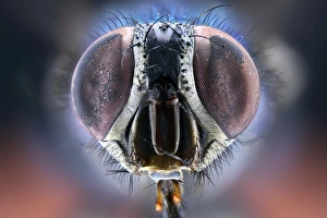 Compound Eyes Insect Prints: Bluebottle