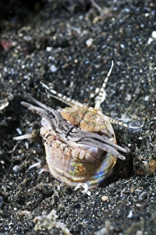 Prints of Bobbit worm with its jaws extended. Bobbit worms (Eunice aphroditois) are aggressive predatory polychaete worms that use their huge jaws (grey) to snatch at passing fish Images Dated 2010 April: Bobbit worm with jaws extended, Print