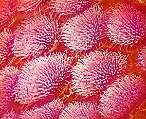 Wild Life Insect Photography Prints: Body surface of weevil, SEM