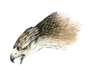 African Raptors Prints: Bonellis eagle, artwork