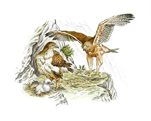 Indian Subcontinent Wildlife Prints: Bonellis eagles, artwork