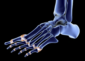 Images Dated 21st June 2010: Left Foot Bones 3D Print
