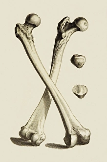 Human femurs and patellae print, a detailed illustration of the leg bones
