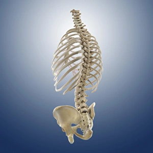Spinal Column Illustration Prints: Bones of the torso, artwork
