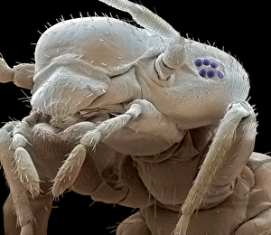 Coloured SEM Images Of Insects Prints: Booklouse, SEM