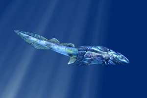 Bothriolepis prehistoric fish Bothriolepis prehistoric fish