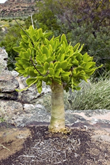 South African Succulents Prints: Botterboom tree (Tylecodon paniculatus)