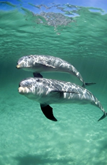 Bahamas Wildlife Prints: Bottlenose dolphins