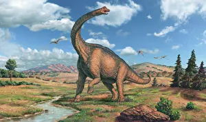 Jurassic Period Fossils Prints: Brachiosaurus dinosaur