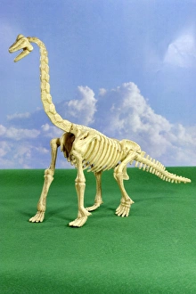 Jurassic Period Fossils Prints: Brachiosaurus dinosaur skeleton